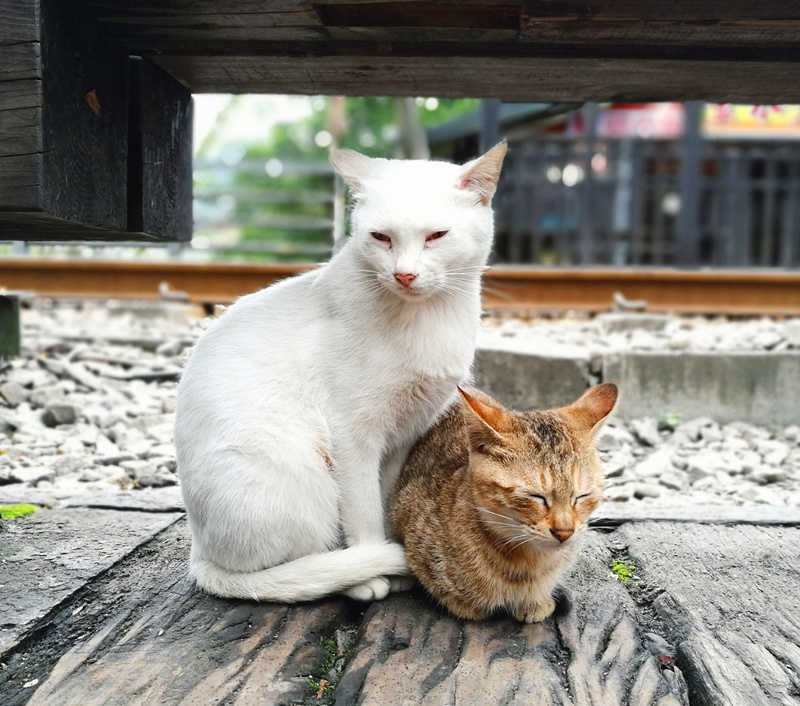 平溪车站在长凳下躲雨的野猫_副本.jpg